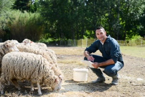 Un paysan et ses moutons