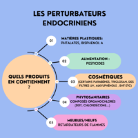 Perturbateurs endocriniens : comprendre pour agir