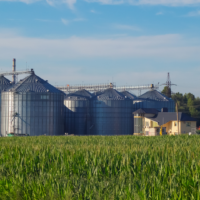 Un autre modèle agricole pour se nourrir face à l’industrie et aux normes